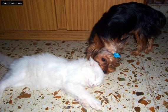 La foto del perro