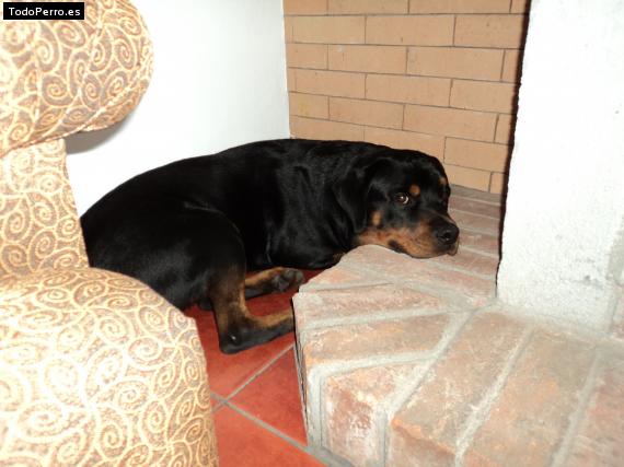 La foto del perro