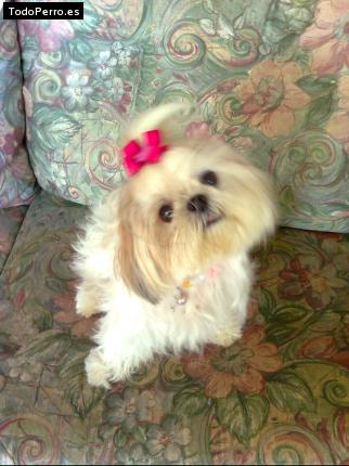 Foto del perro Honey
