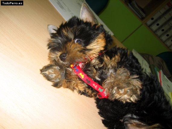 La foto del perro