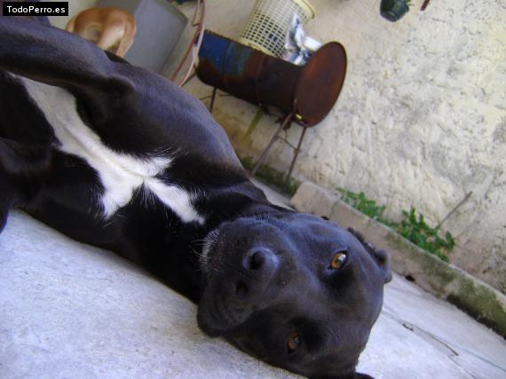 La foto del perro