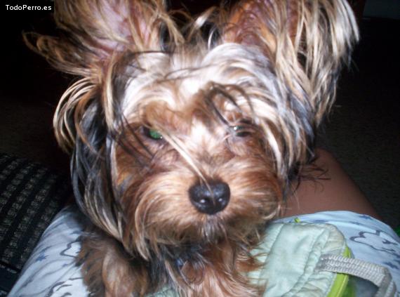 La foto del perro