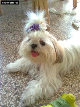 La foto del perro