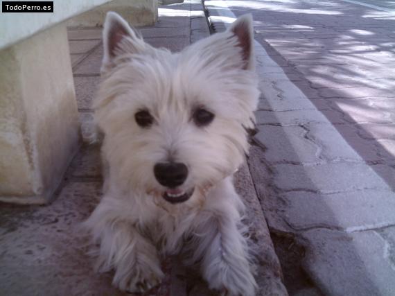 La foto del perro