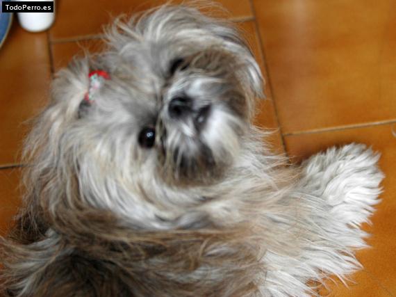 La foto del perro