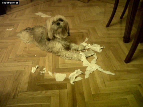 La foto del perro