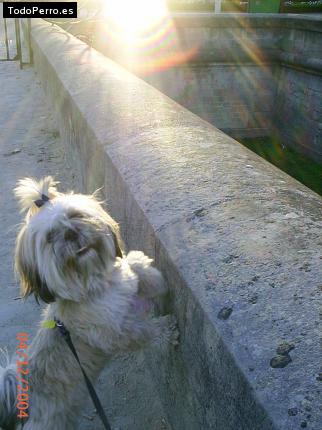 La foto del perro