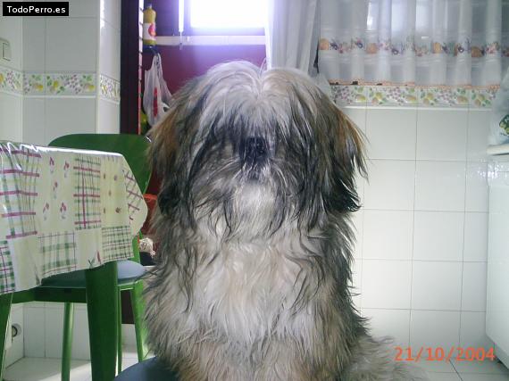 La foto del perro