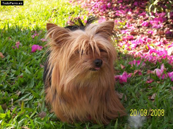 La foto del perro