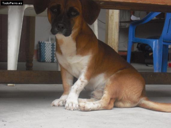 La foto del perro