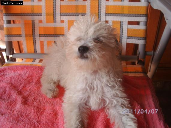 La foto del perro