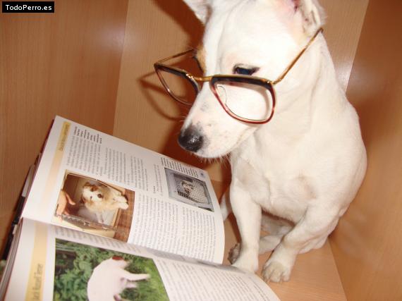La foto del perro