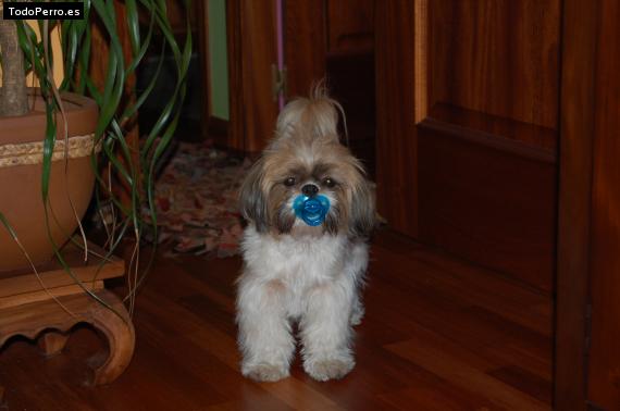 La foto del perro