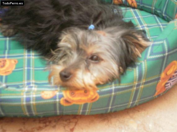 La foto del perro