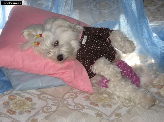 La foto del perro