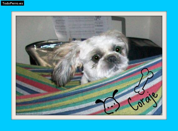 La foto del perro