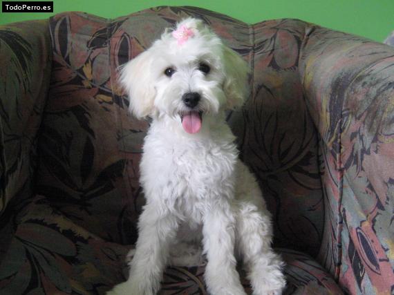 La foto del perro