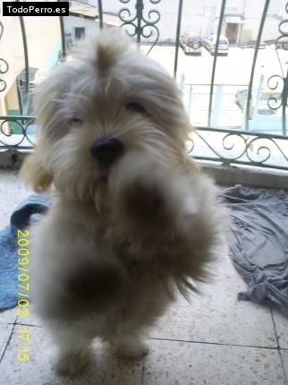 La foto del perro