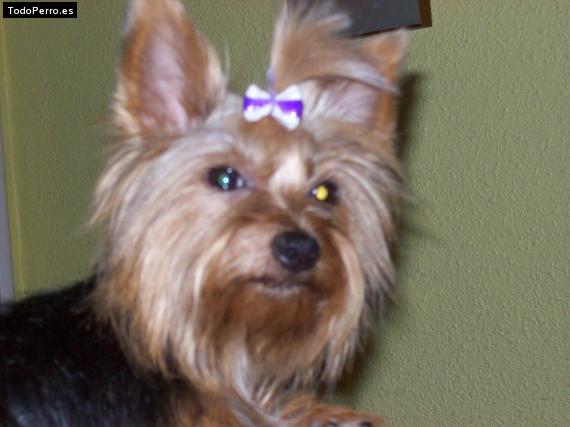 La foto del perro