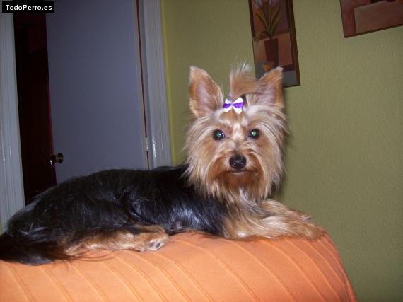 La foto del perro