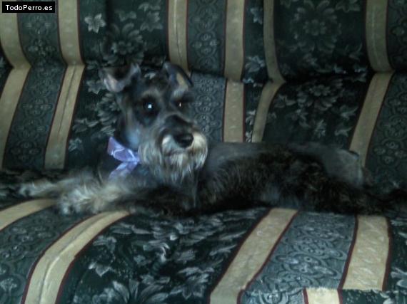 La foto del perro
