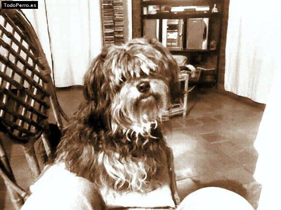 La foto del perro