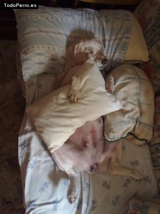 La foto del perro