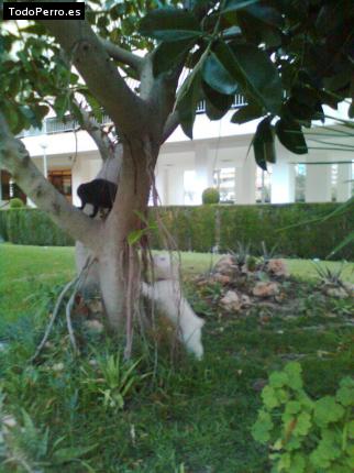 La foto del perro