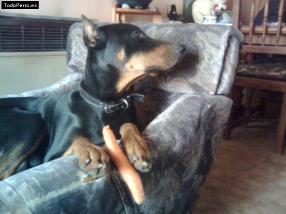 La foto del perro