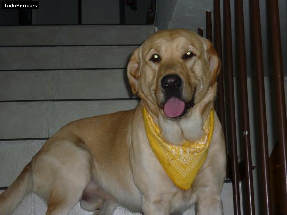 La foto del perro