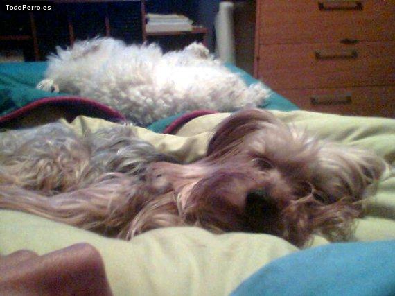 La foto del perro