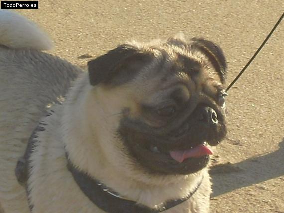 La foto del perro