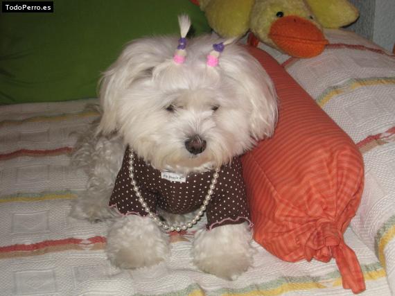 La foto del perro