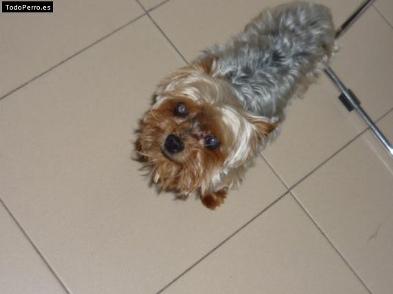 La foto del perro