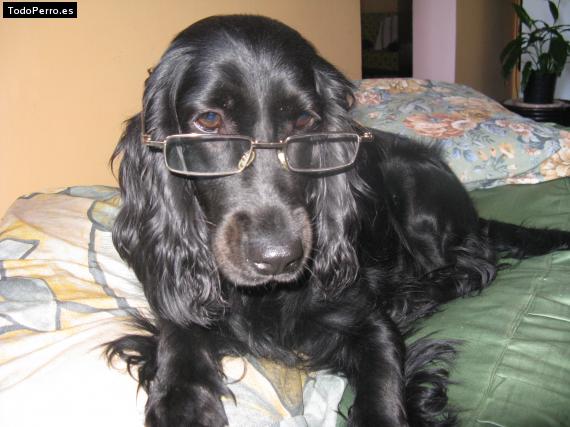La foto del perro