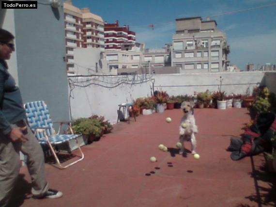 La foto del perro