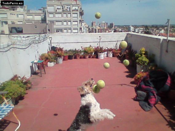 La foto del perro