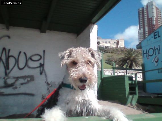 La foto del perro