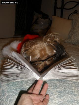 La foto del perro