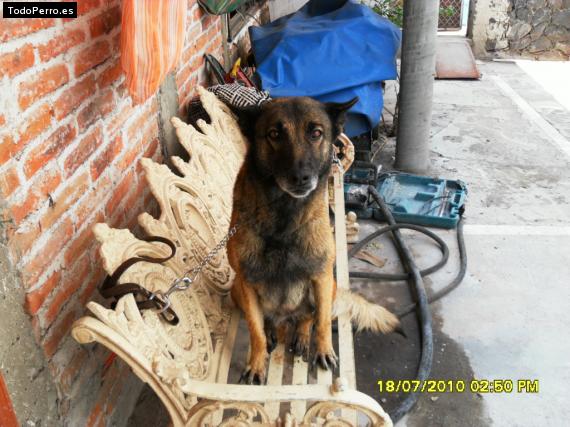 La foto del perro
