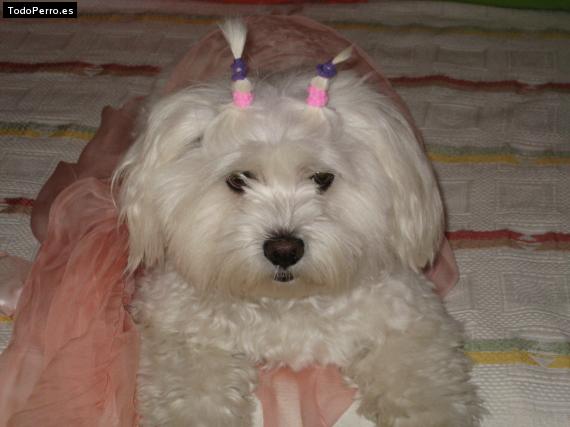 La foto del perro