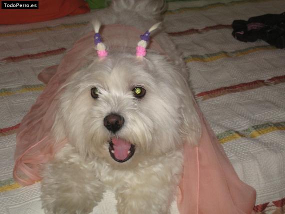 La foto del perro