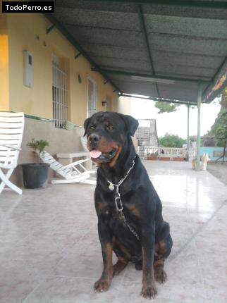 La foto del perro
