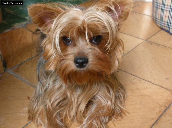 La foto del perro