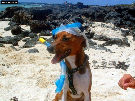 La foto del perro