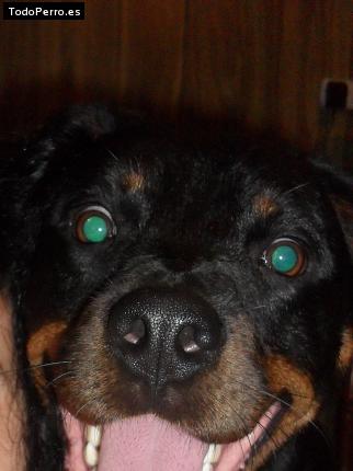 La foto del perro