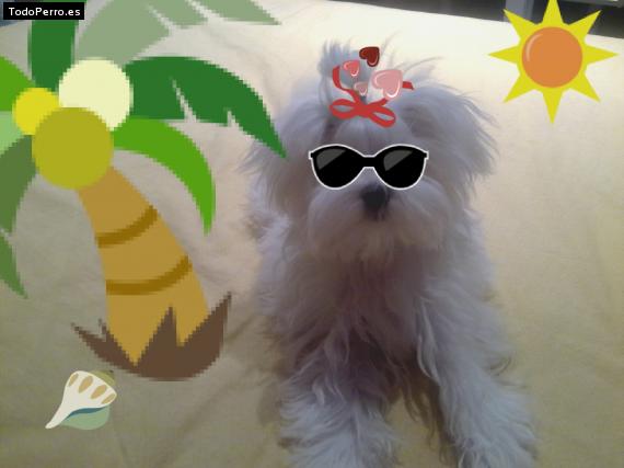 La foto del perro