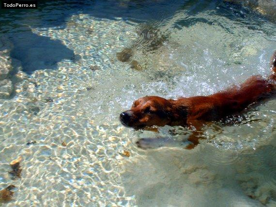 La foto del perro