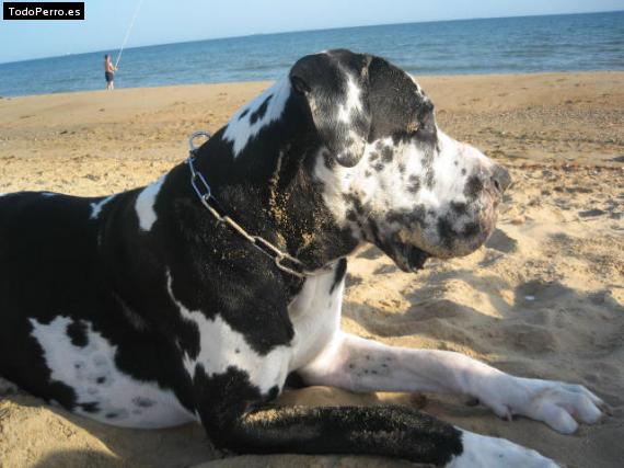 La foto del perro