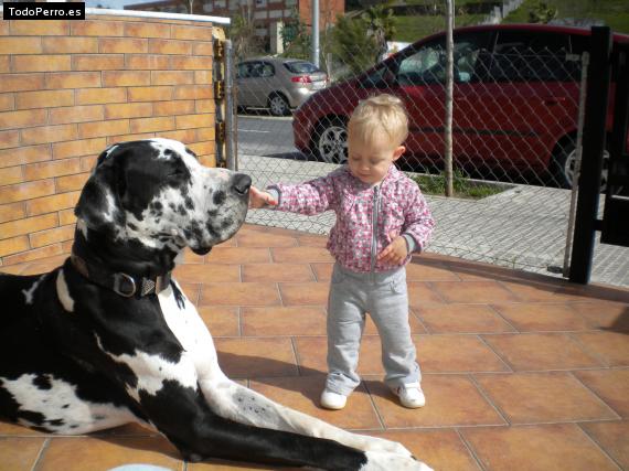 La foto del perro